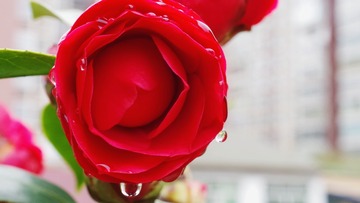 IMGP8186_