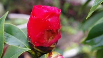 IMGP8173_