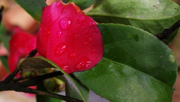 IMGP8163_