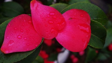IMGP8164_