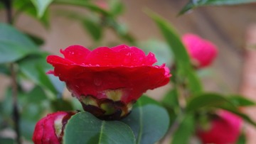 IMGP8193_