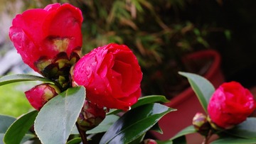 IMGP8190_