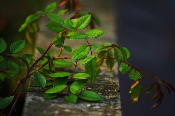 IMGP8263_??