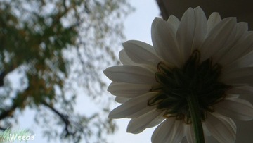 雏菊