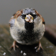 小鸟也是可以像老母鸡的