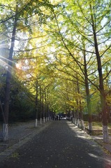 银杏路