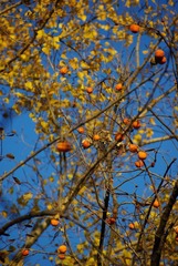 IMGP2658.jpg