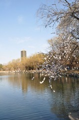 湖上春天
