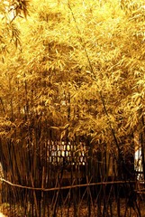 竹婆娑4