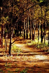 林中路
