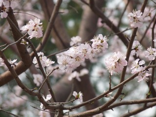 P1010295