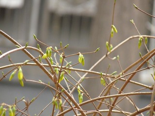 P1010393