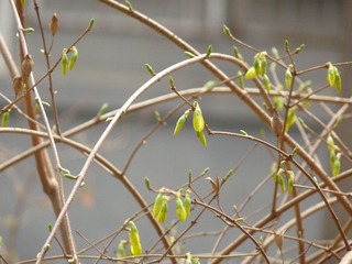 P1010394