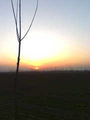 夕阳红