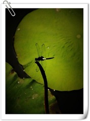 蜻蜓