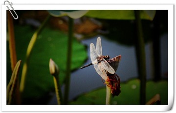 蜻蜓