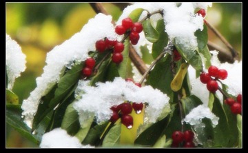 白雪压枝头