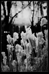 IMG_6047 bw 1024