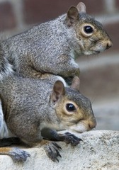 IMG_6445 copy