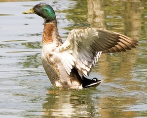 IMG_5600