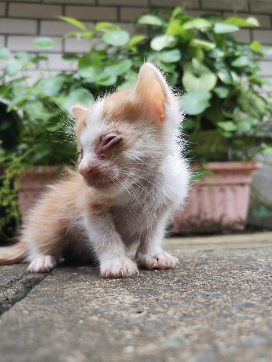 孟娜美途照片书钻代