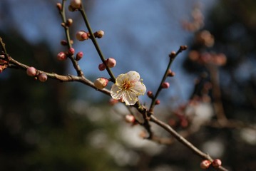 梅花