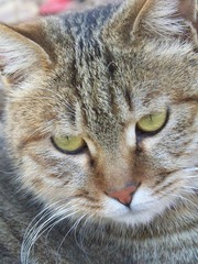 看