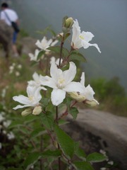 鹫峰上的花