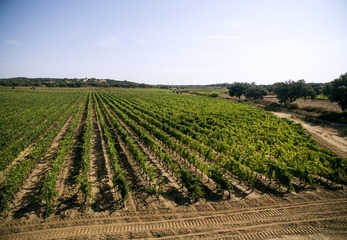 DJI_0053-PT