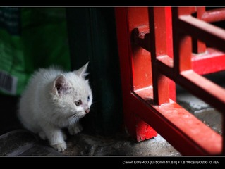躲猫猫
