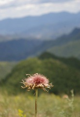 一花一世界