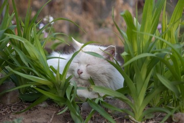 燕南最淡定的猫