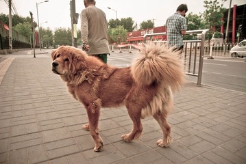 狗狗
