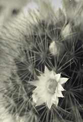 芒1