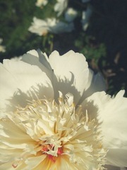 DSCF1224