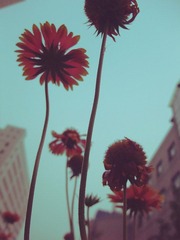 DSCF2513