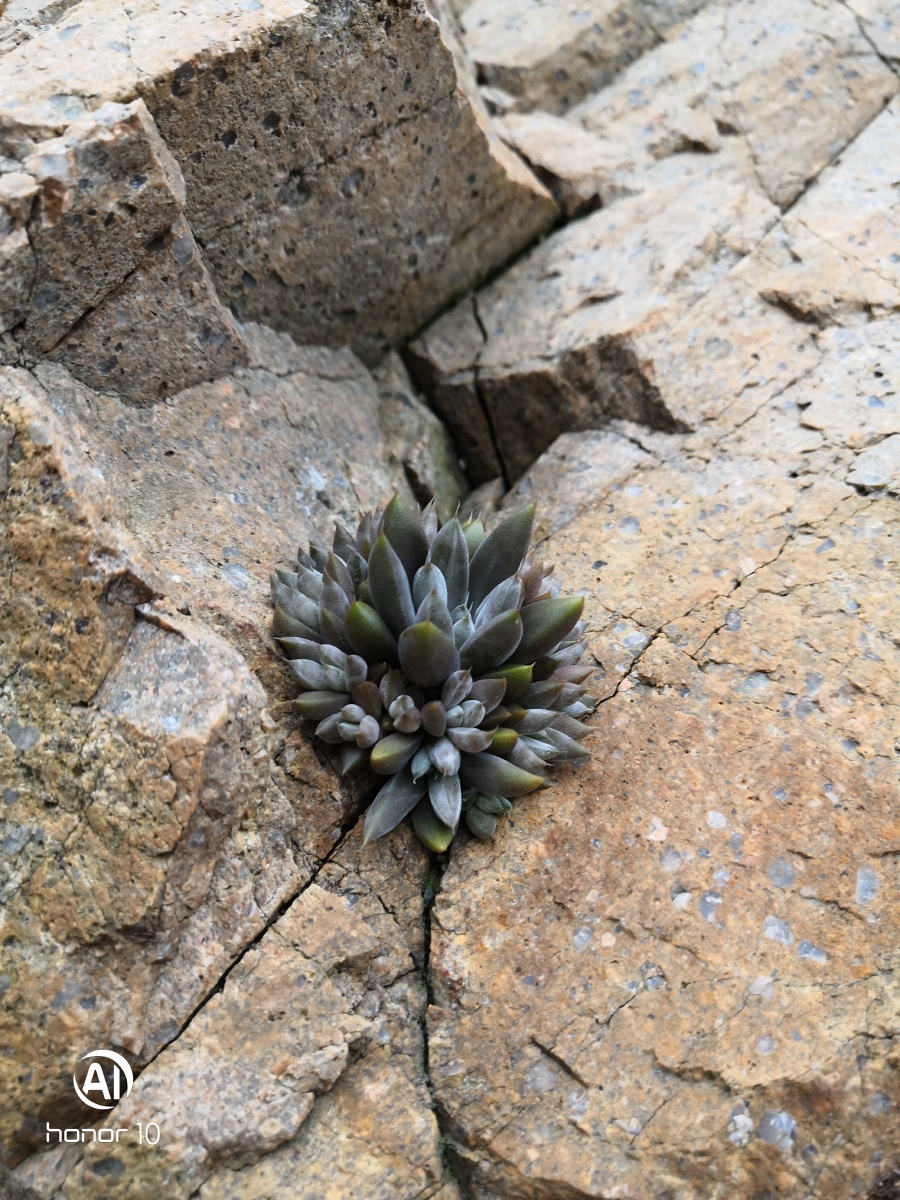 去海边看到的生长在岩石之间的多肉植物