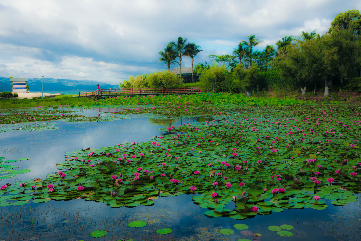 要说拍荷花有什么讲究可清新脱俗也可古风唯美可油画风格也可浓墨重彩
