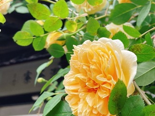 2D771617-2EBC-4426-ABE3-BD4A8138322E/L0/001