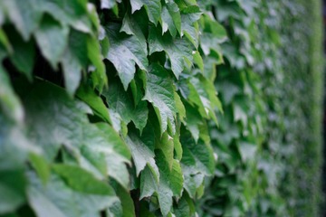 爬山虎