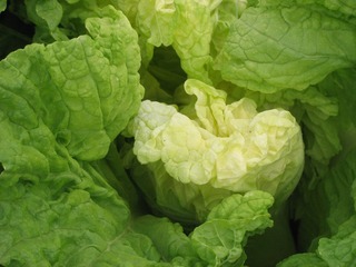 热爱大白菜