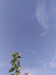 746636