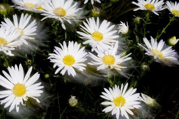 _MG_6556_resize