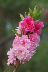 春至桃花始盛开