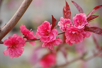 花红艳叶