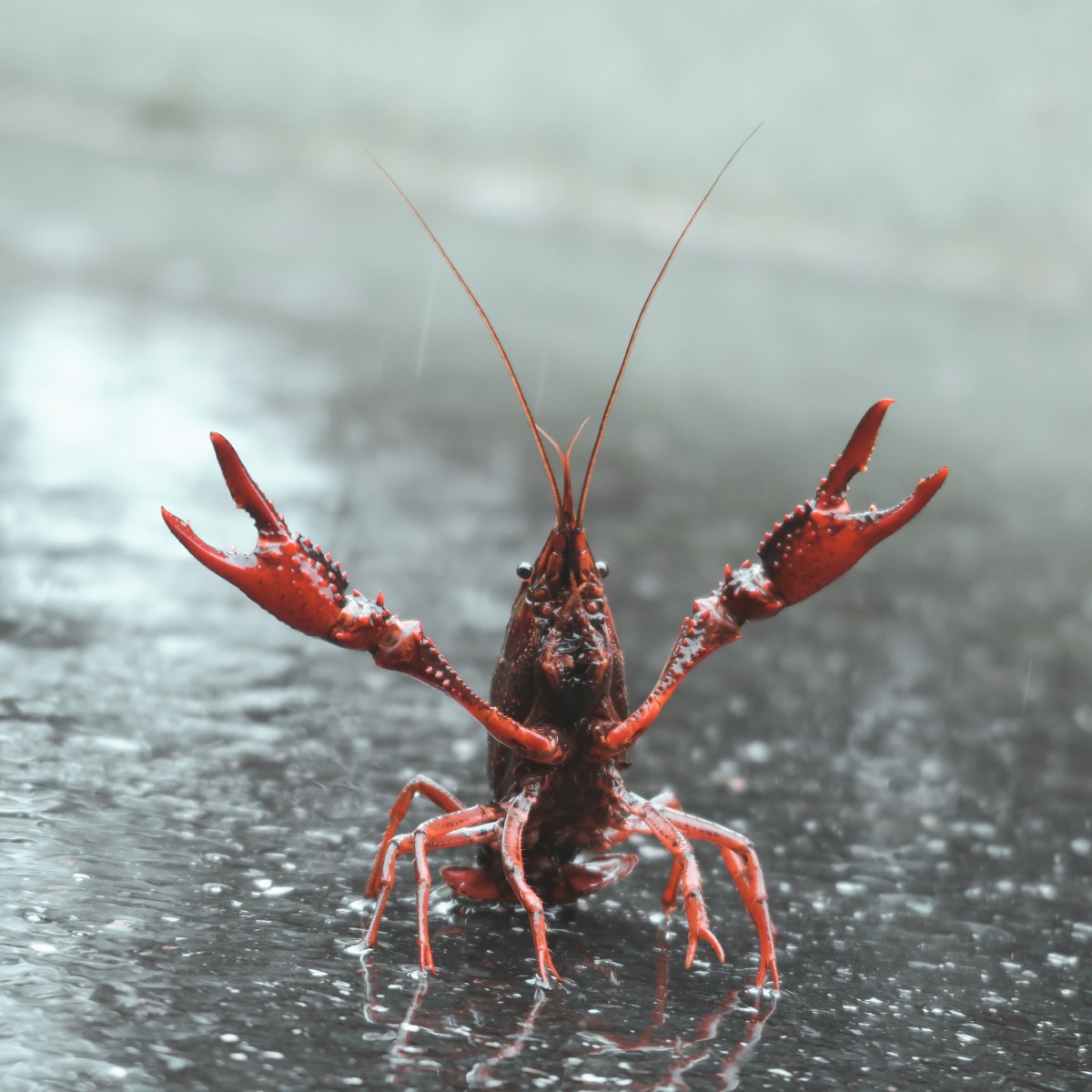 雨中小龙虾