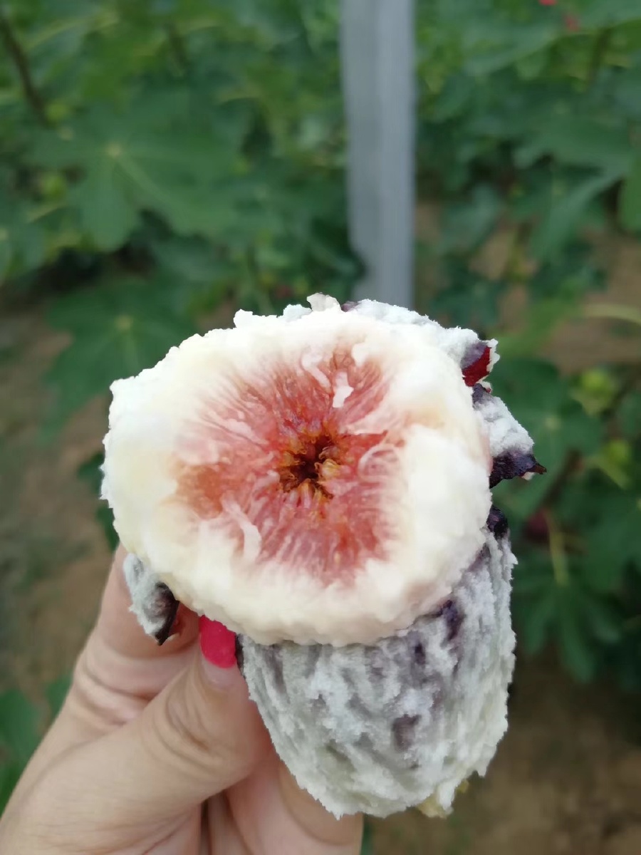 海苔是什么水果