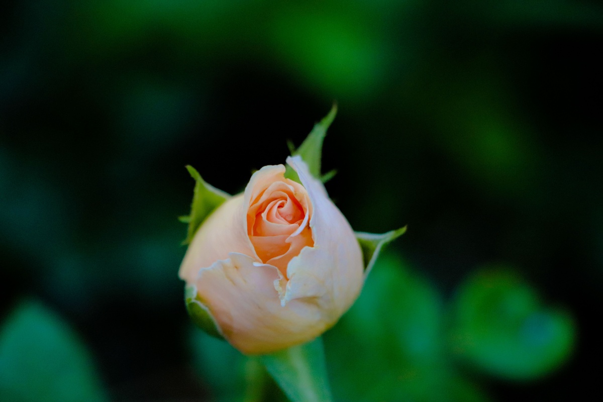 一朵含苞待放的玫瑰