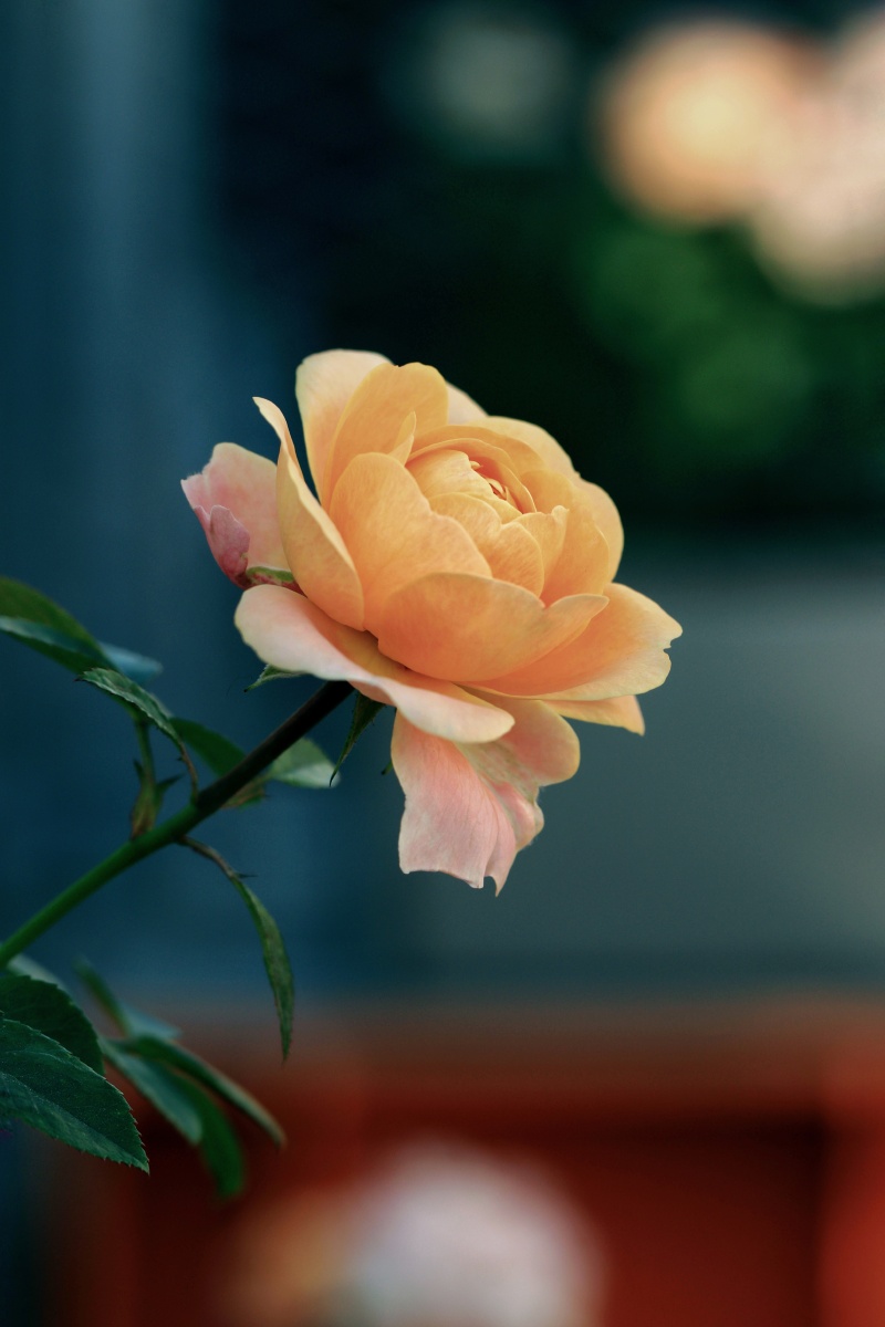 植物月季花花09色彩恋爱的#四季花语秋天的月季1/128萍影2021年11月