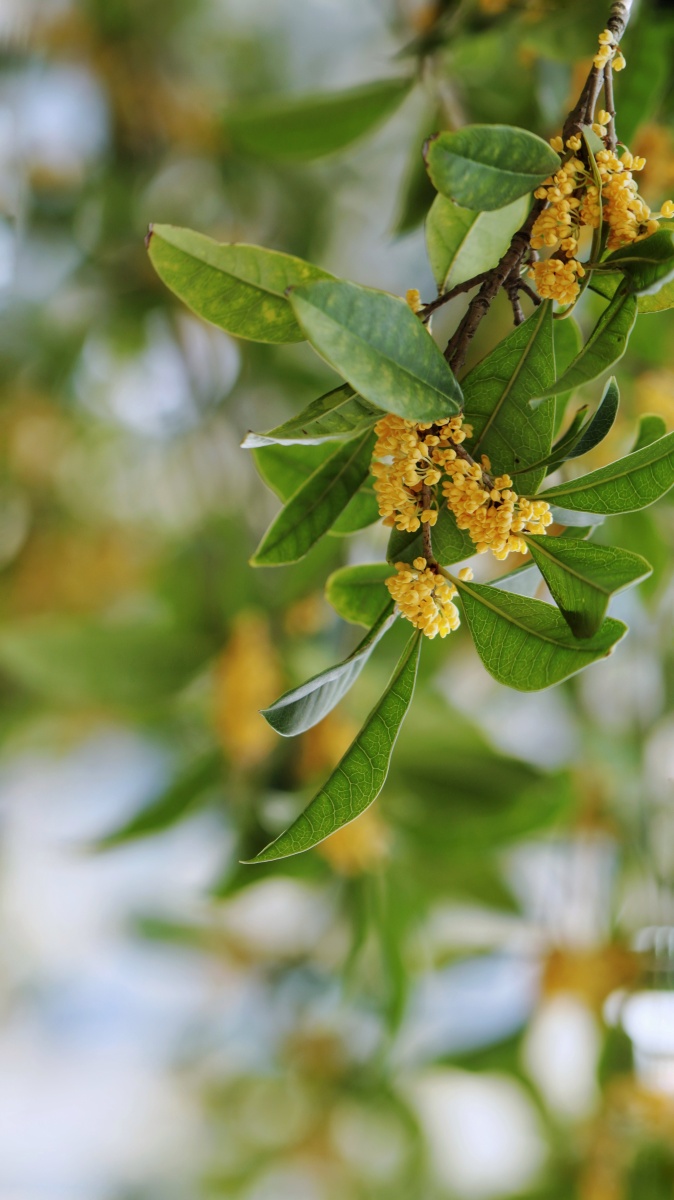 桂花香浓中秋近